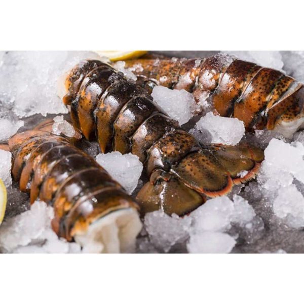 Cold Water Canadian Lobster (sea Catch)2