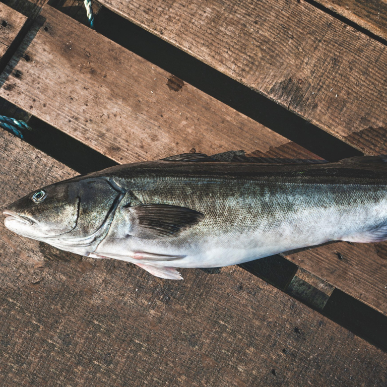 salmon fish in dubai