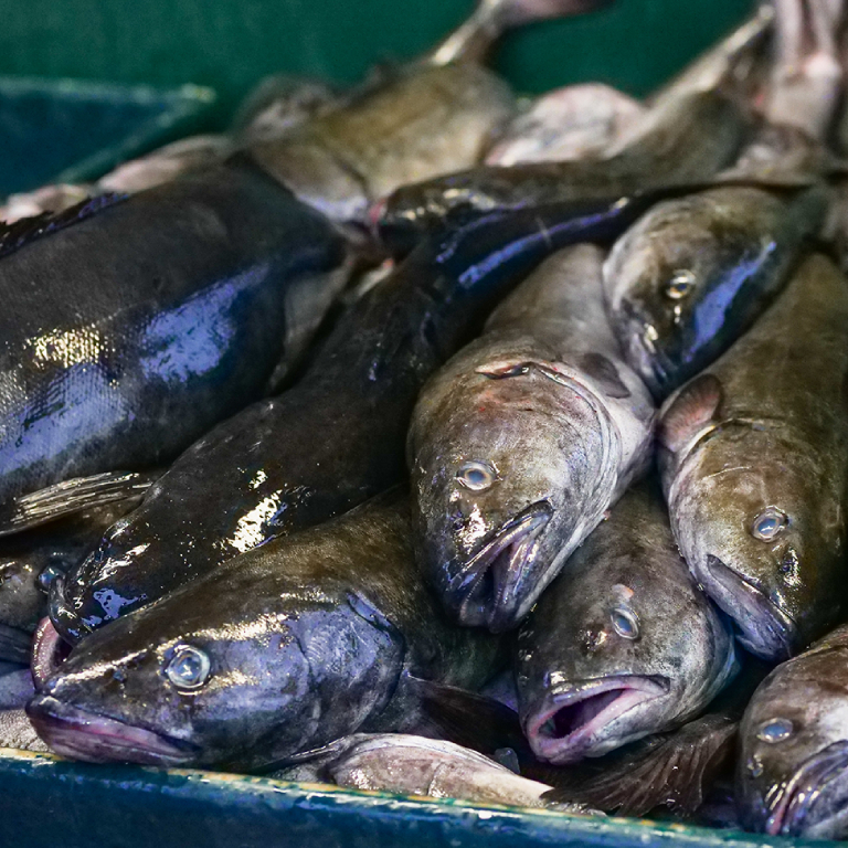 salmon fish in dubai