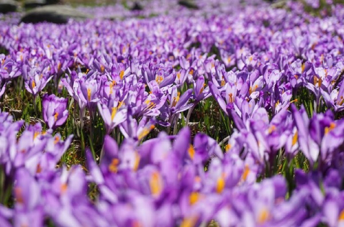 Best Saffron in Dubai