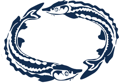 wild Salmon in Dubai
